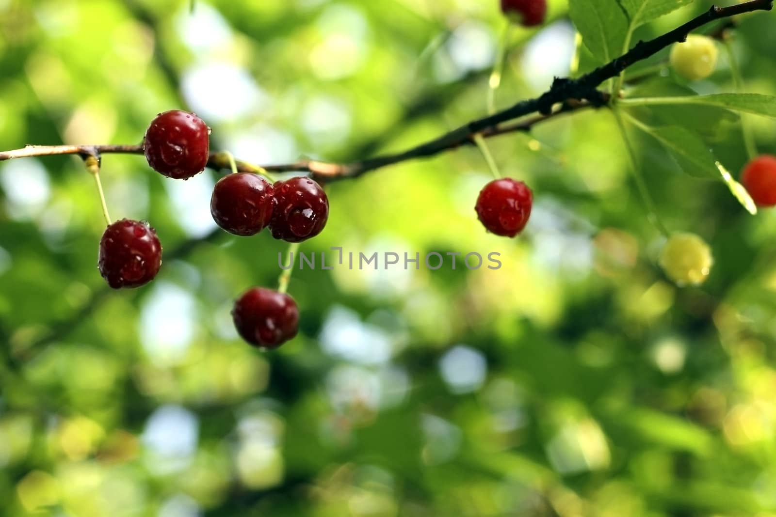 Red cherries with a drops after rain