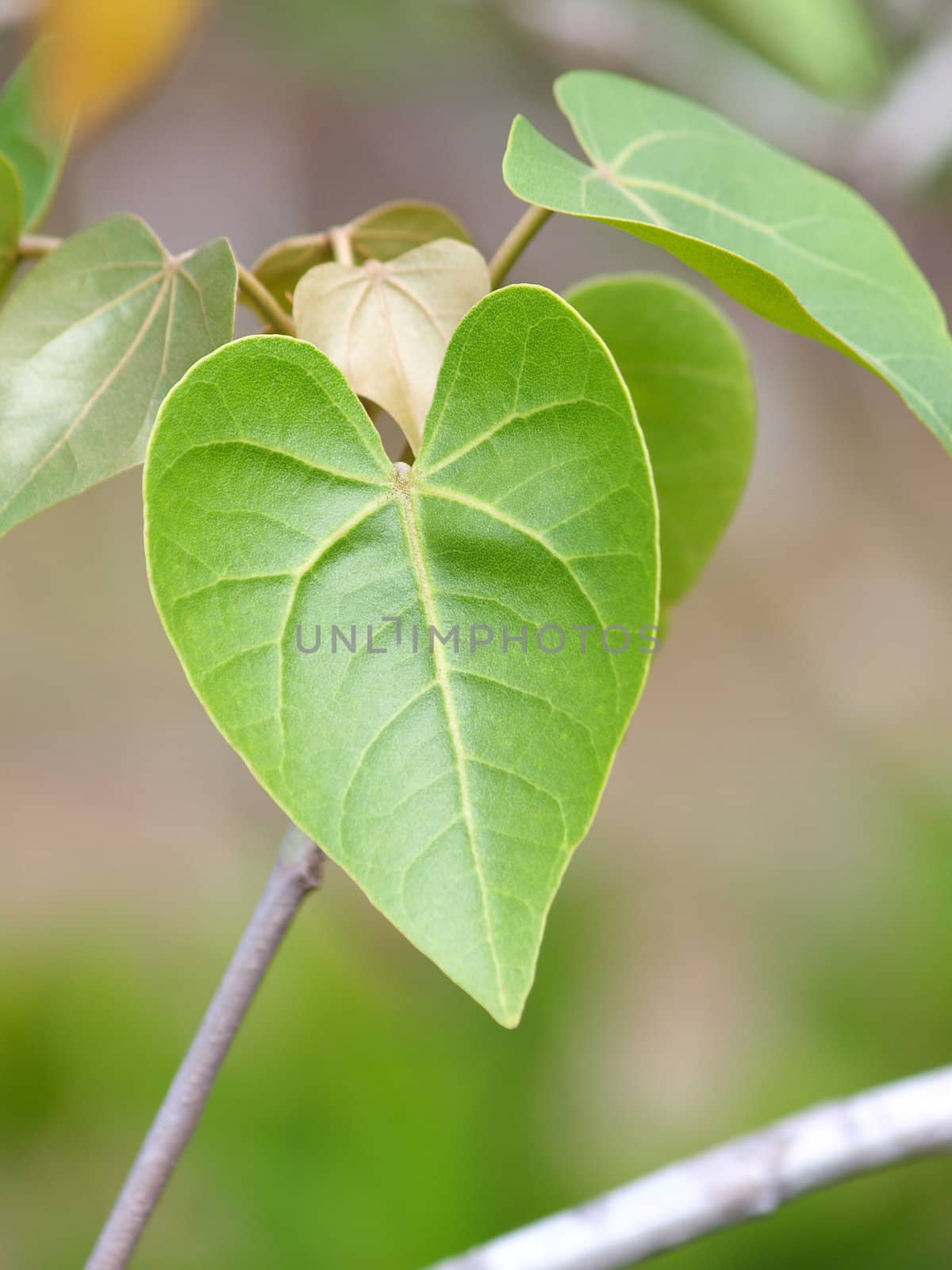 green leaf heart shape 