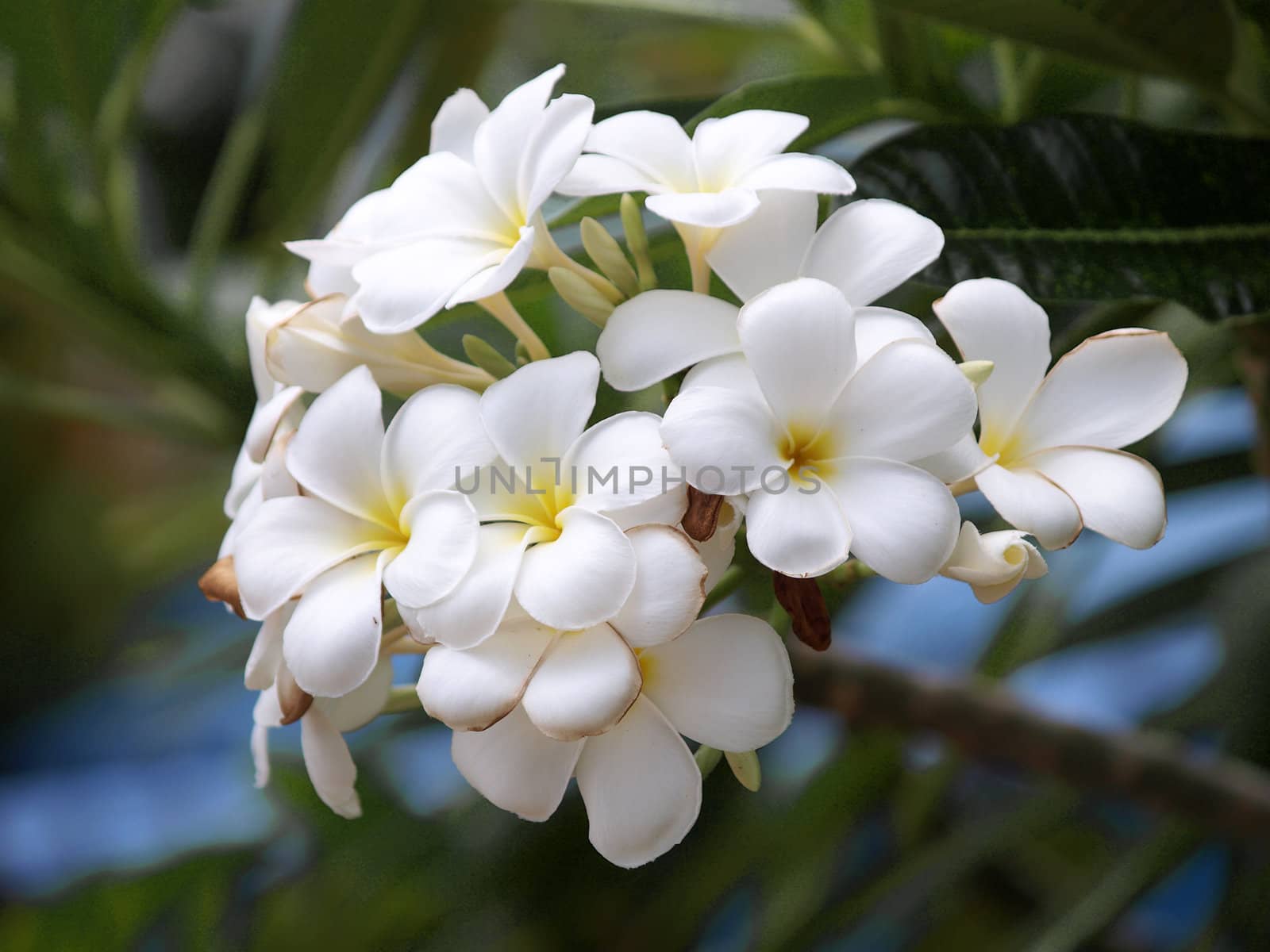 Branch of tropical flowers frangipani (plumeria) 