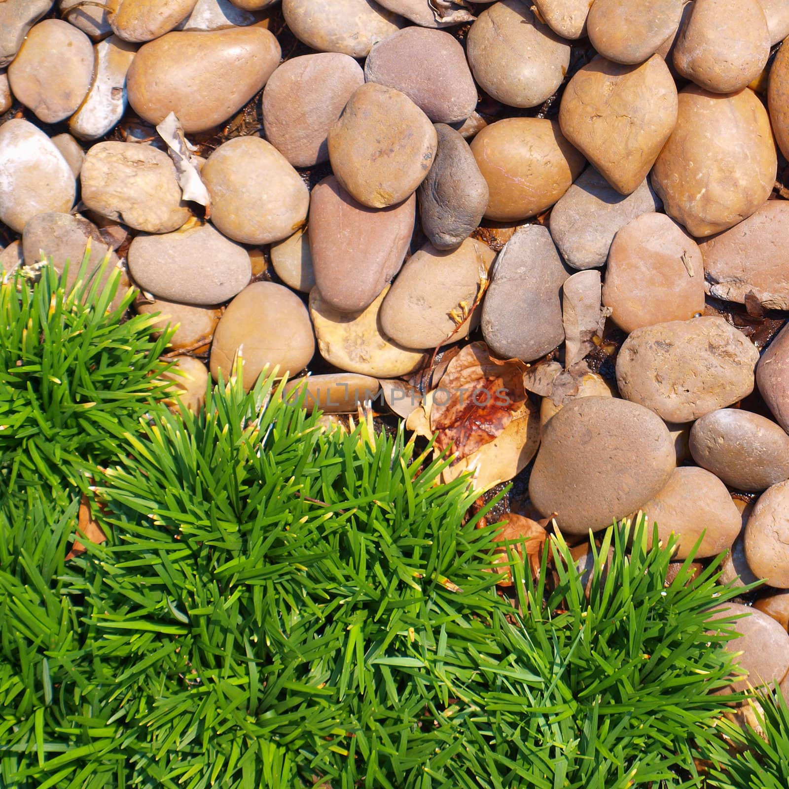 Grass and stones