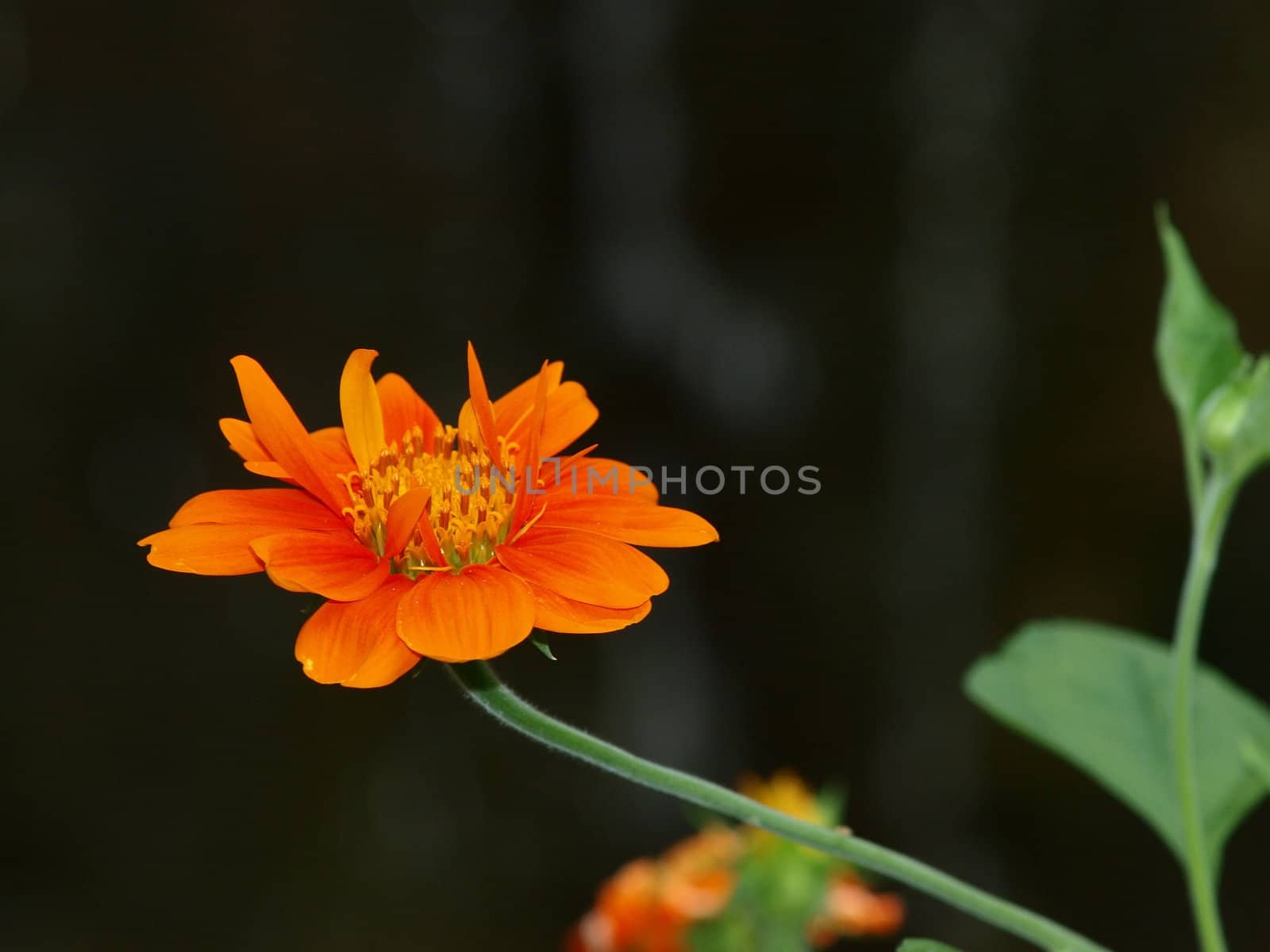 A close up of a Mexican Sunflower