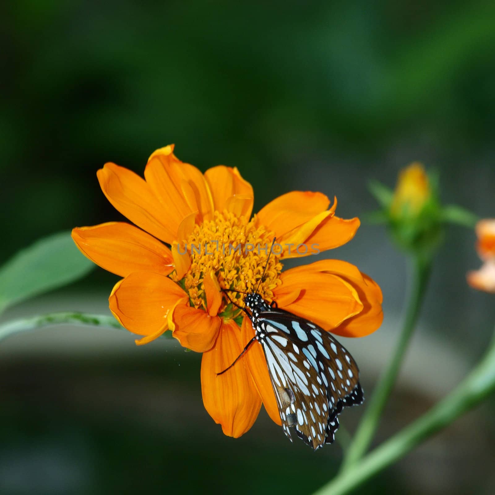 Butterfly on a Mexican Sunflower by jakgree