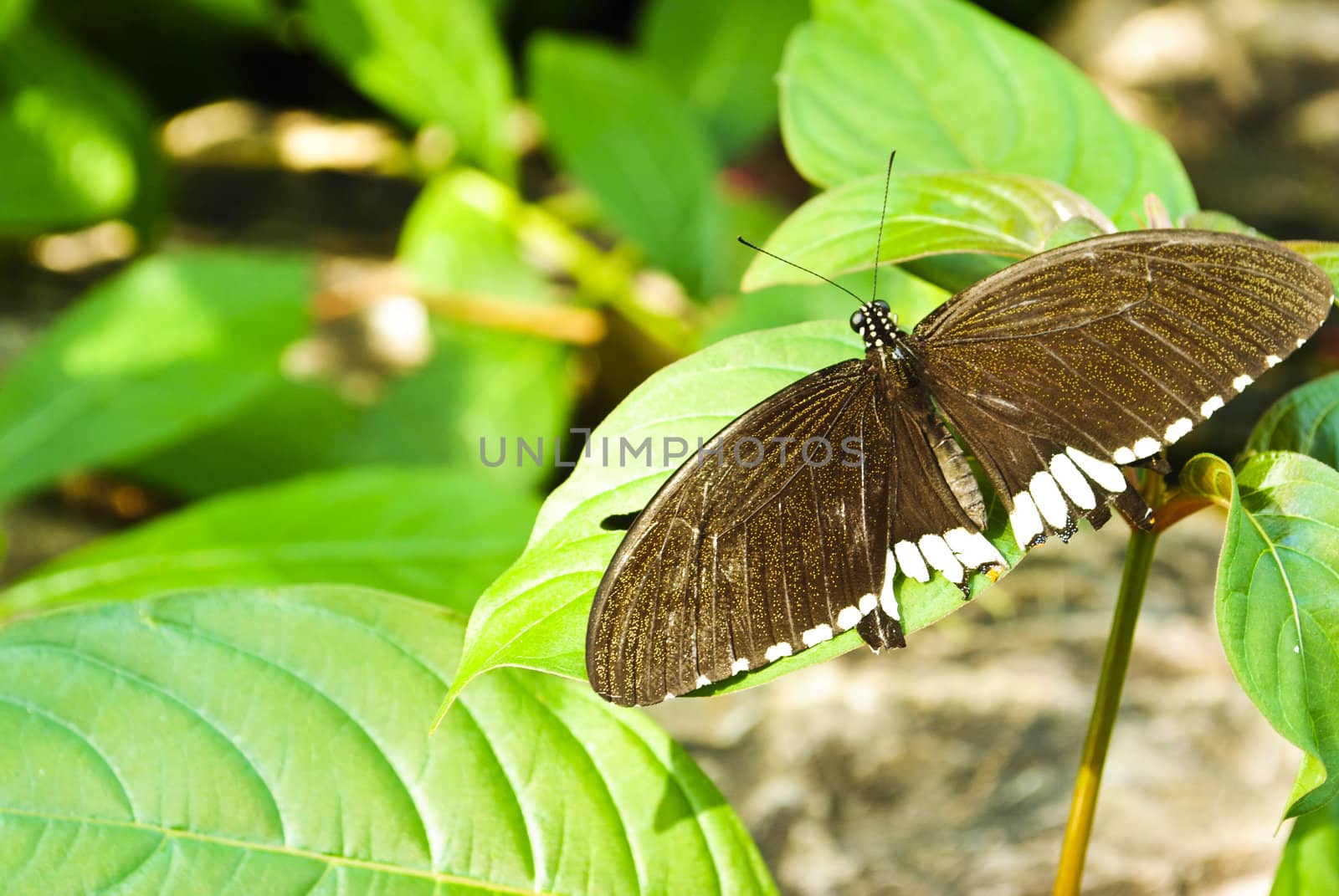 Monarch Butterfly