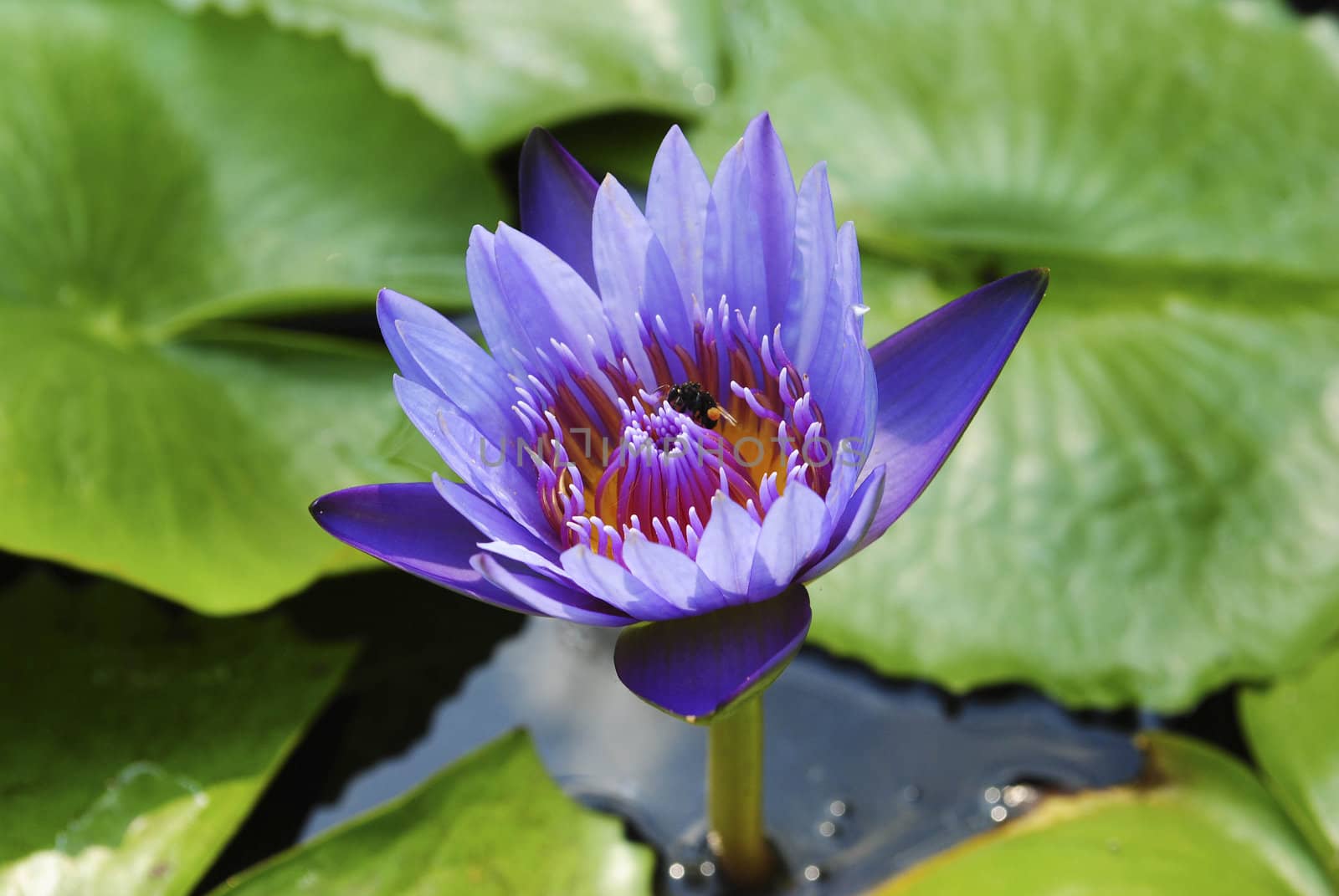 violet water lily with lotus leaf on pond by jengit