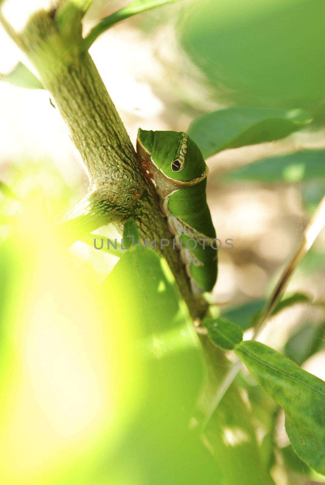 a giant silk moth (Polyphemus) nearly identical to a  Moth caterpillar, eating leaves of a tree