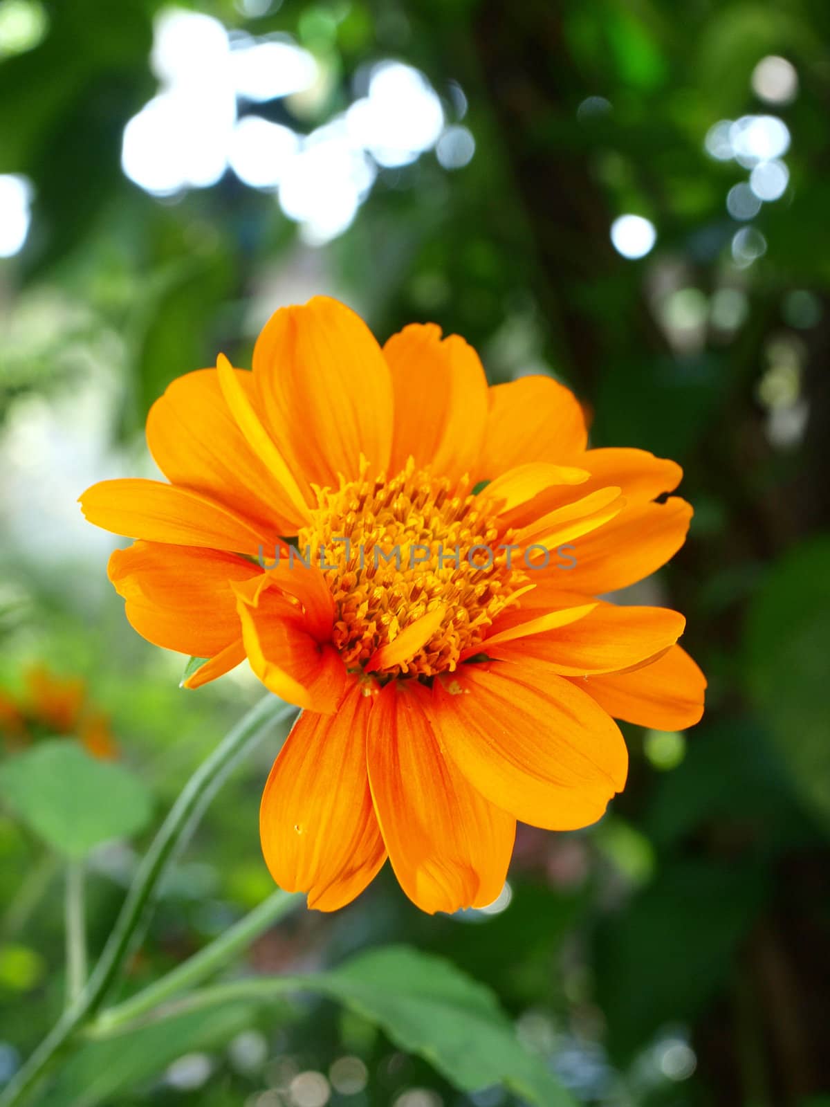 A close up of a Mexican Sunflower by jakgree