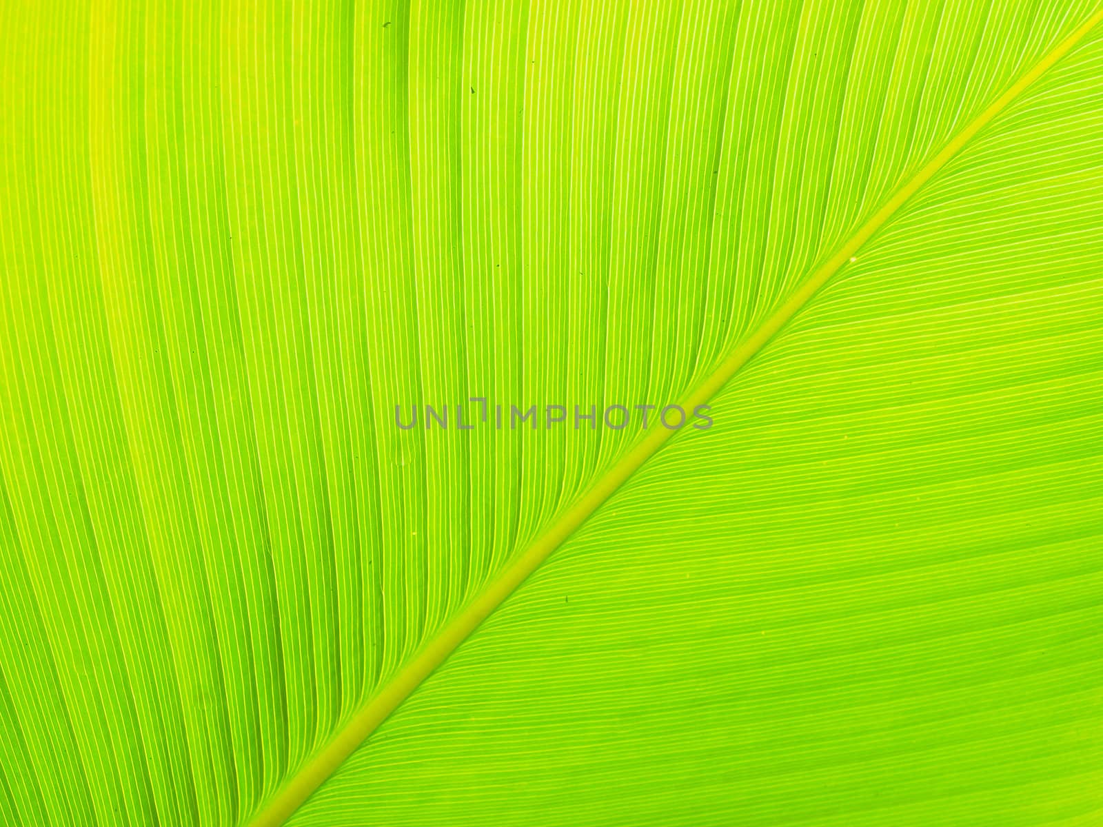 Texture and detail of Banana Leaf