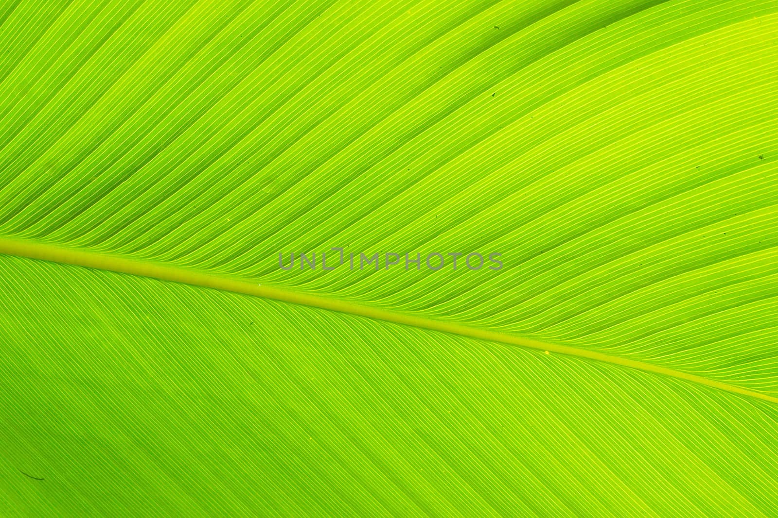 Texture and detail of Banana Leaf