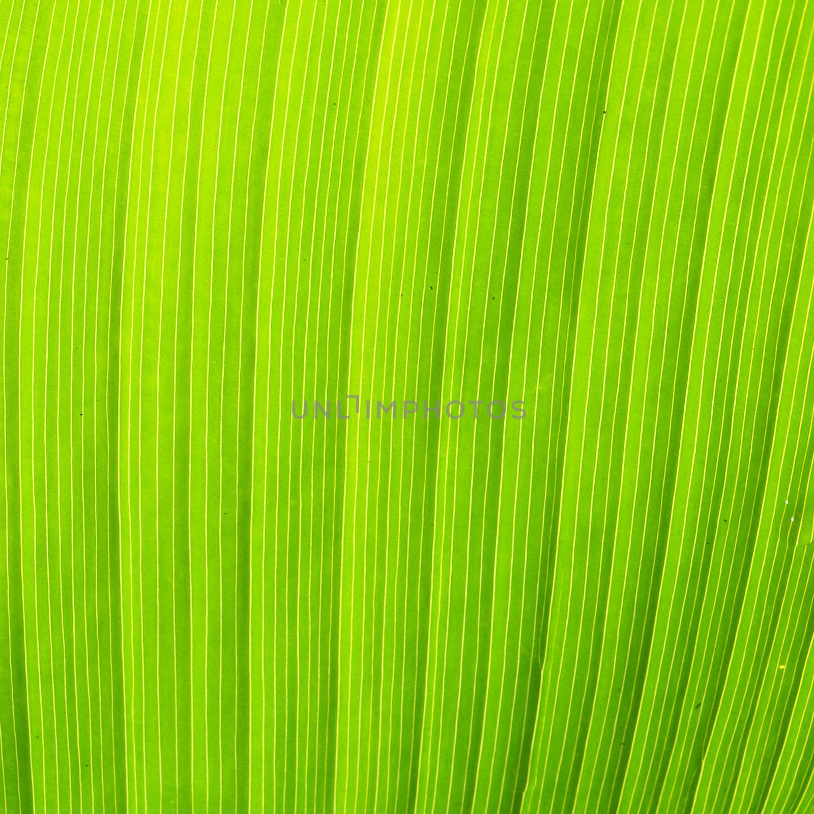 Texture and detail of Banana Leaf by jakgree