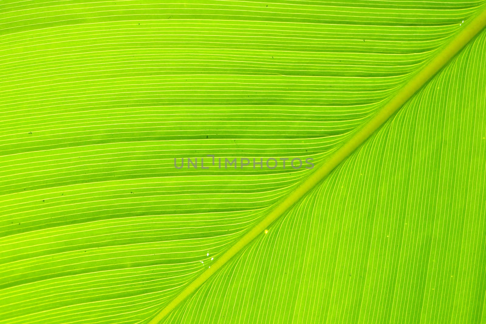 Texture and detail of Banana Leaf