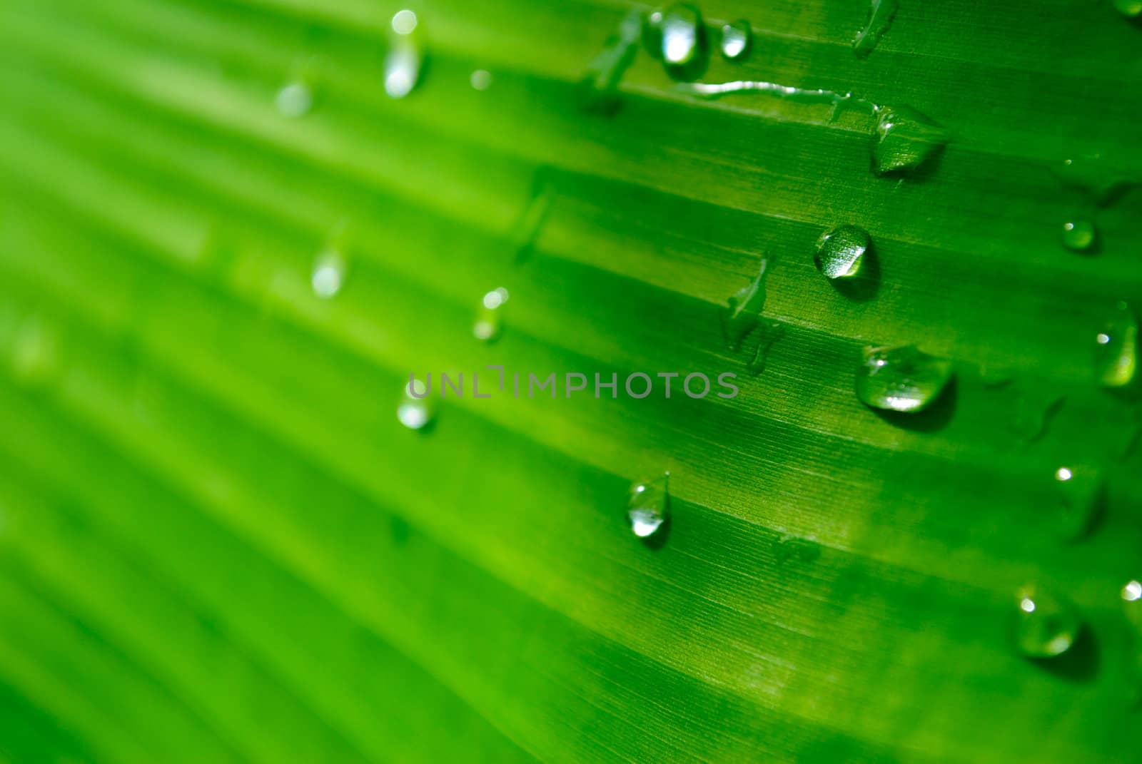 Water drops on banana leaf
