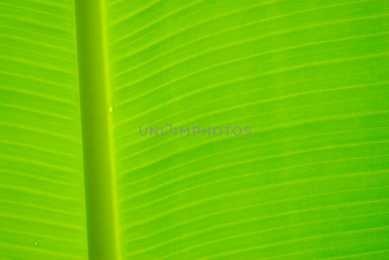 banana leaf background