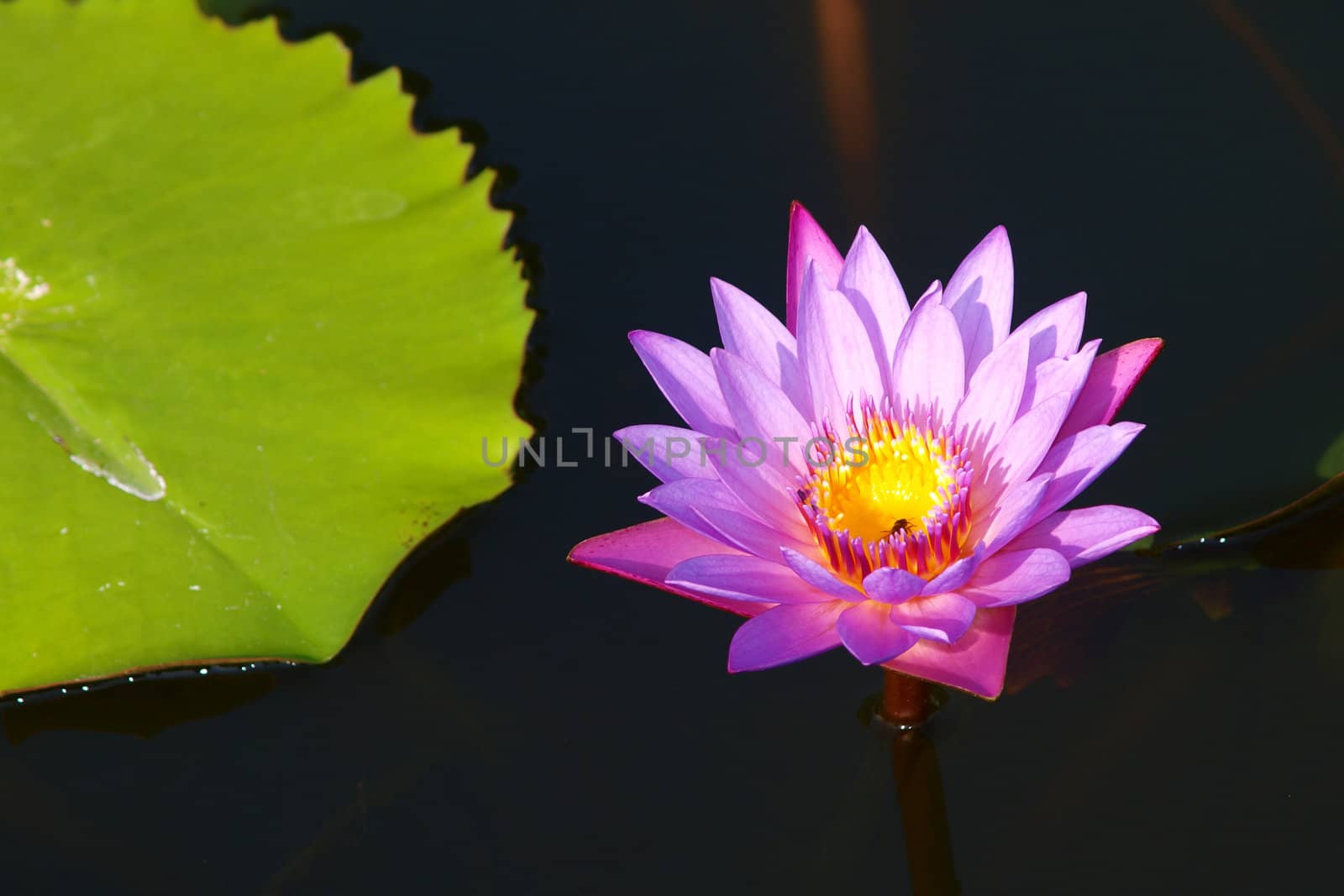 Pink water lily is blooming by jakgree