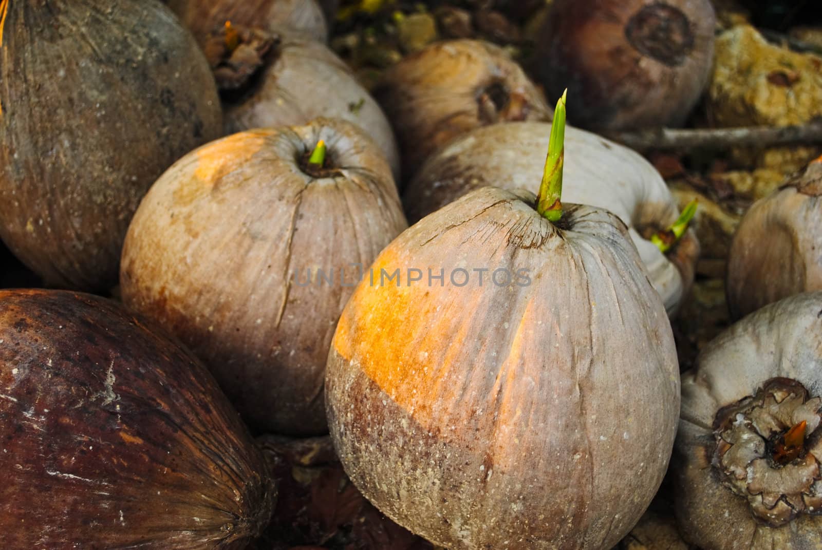Sprout of coconut tree