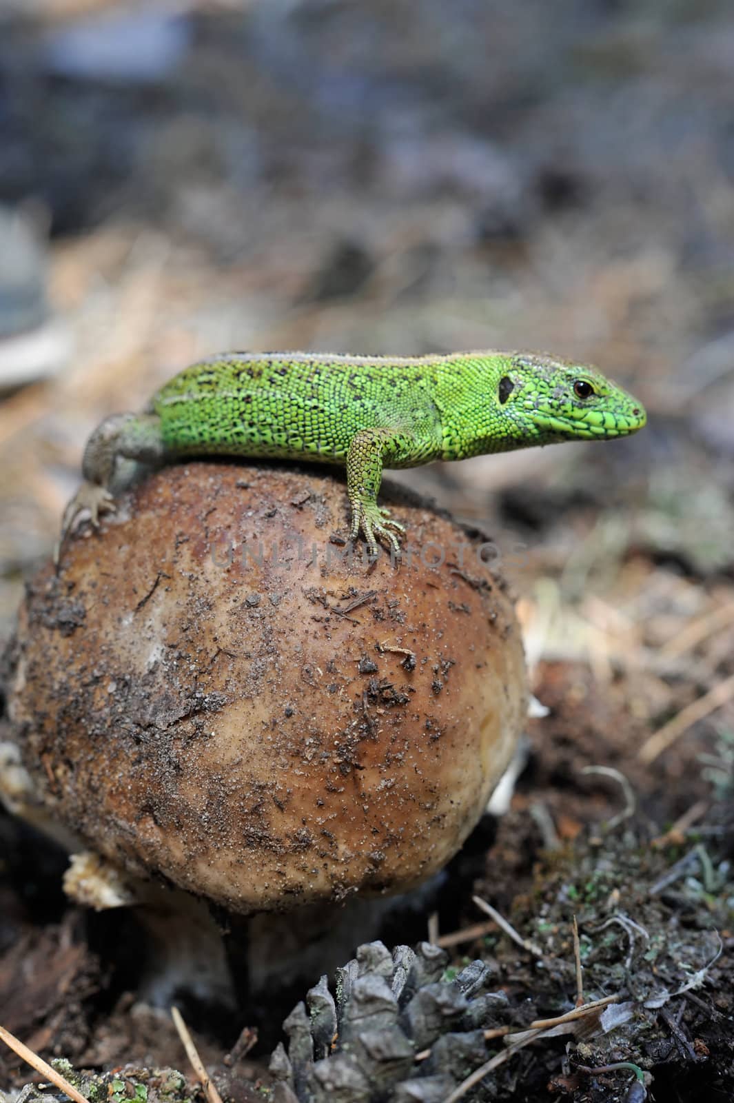 Lizard and a big white mushroom