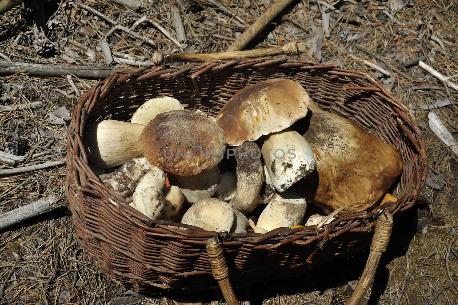 Basket full of cepe mushrooms