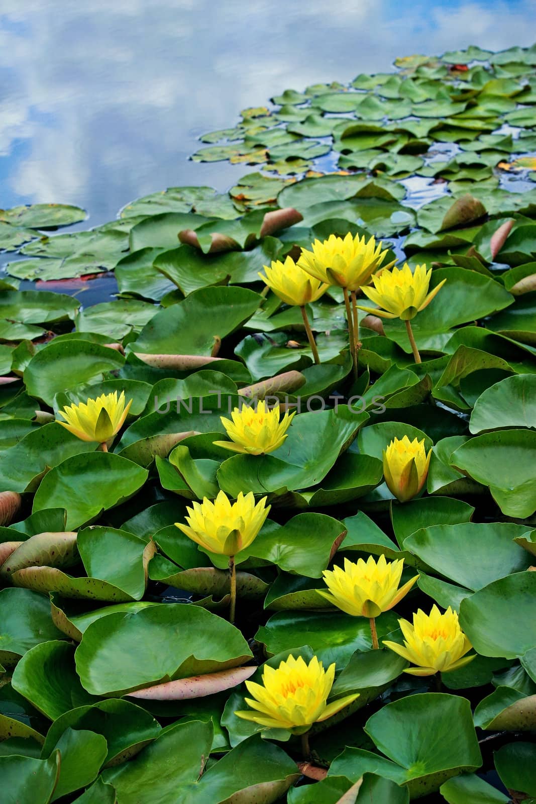 Yellow waterlilies in pond by toriru