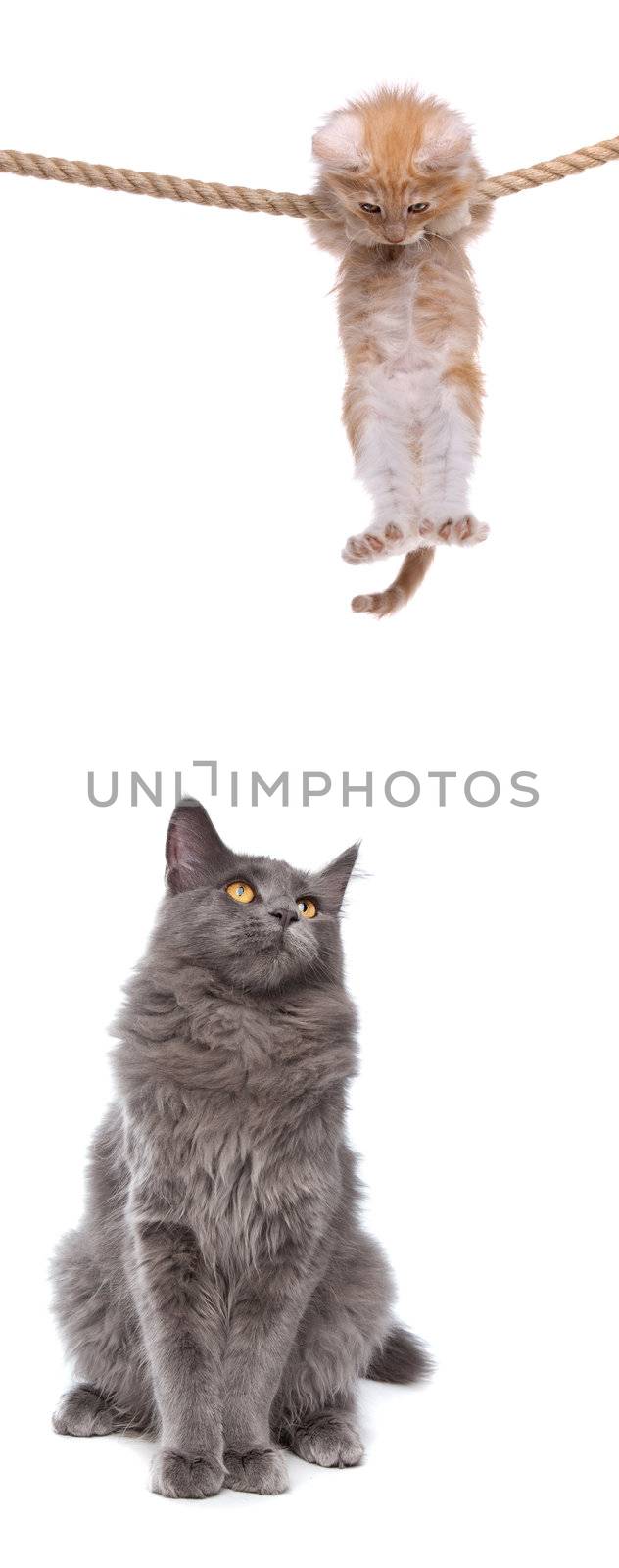 Kitten hanging on rope above cat