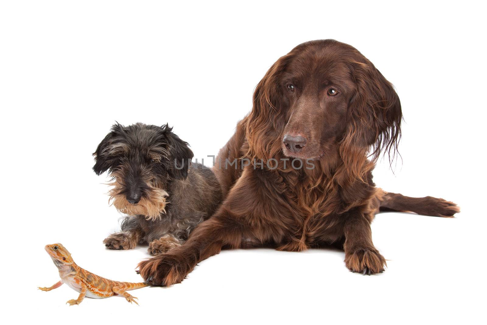 two dogs and a lizard in front of a white background