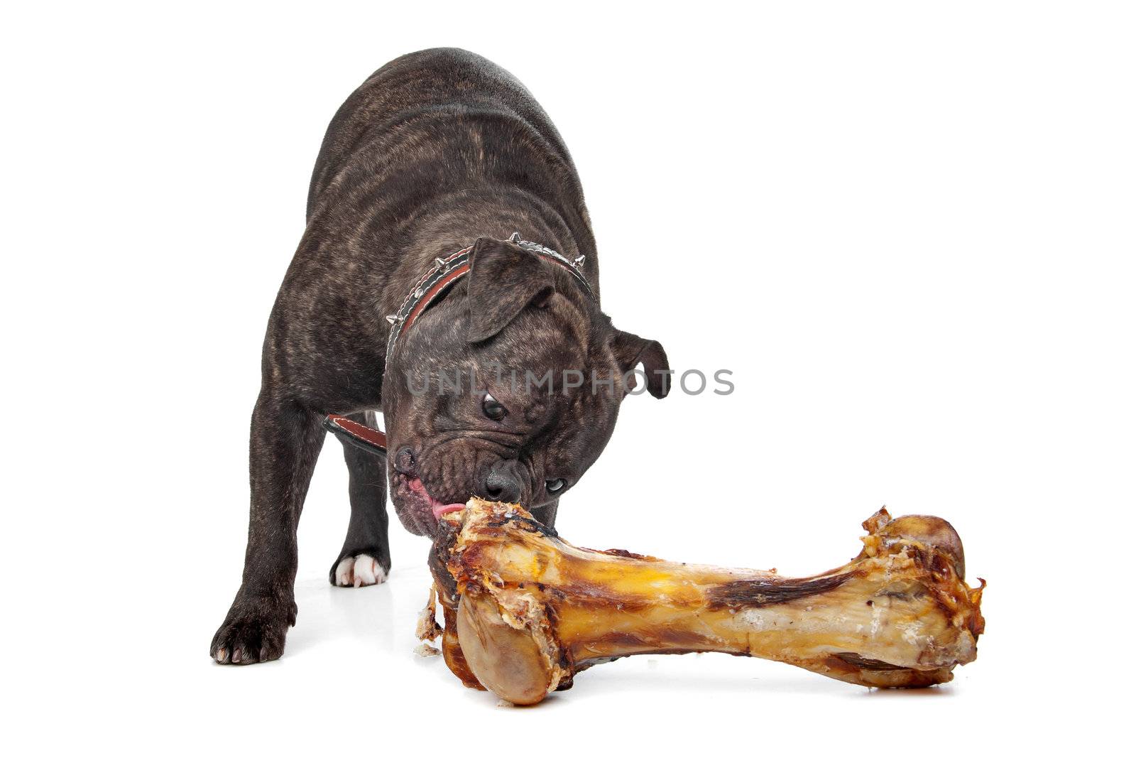 English Bulldog eating a bone by eriklam