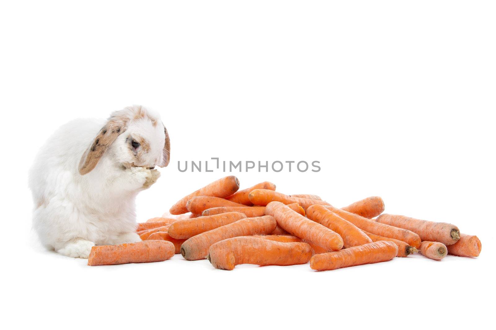 Rabbit eating from a pile of carrots in front of white background