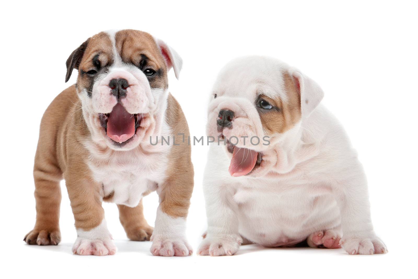 yawning puppies by eriklam