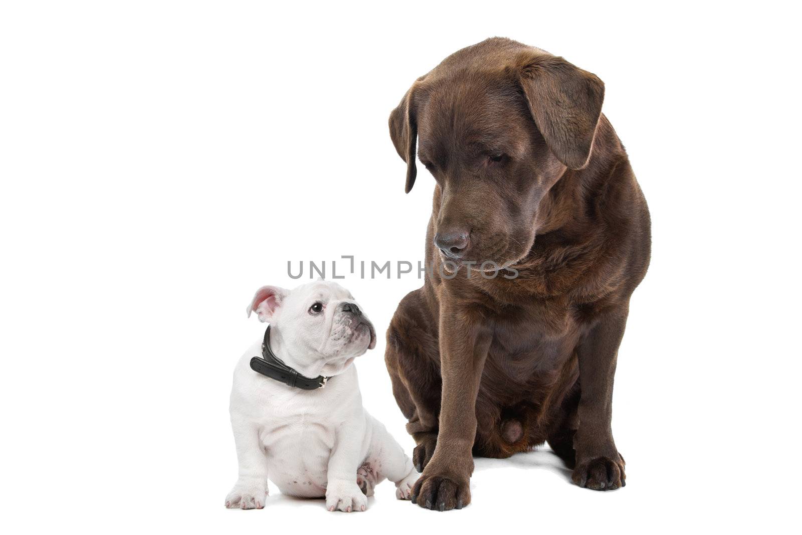 French bulldog puppy and Chocolate labrador in front of a white background