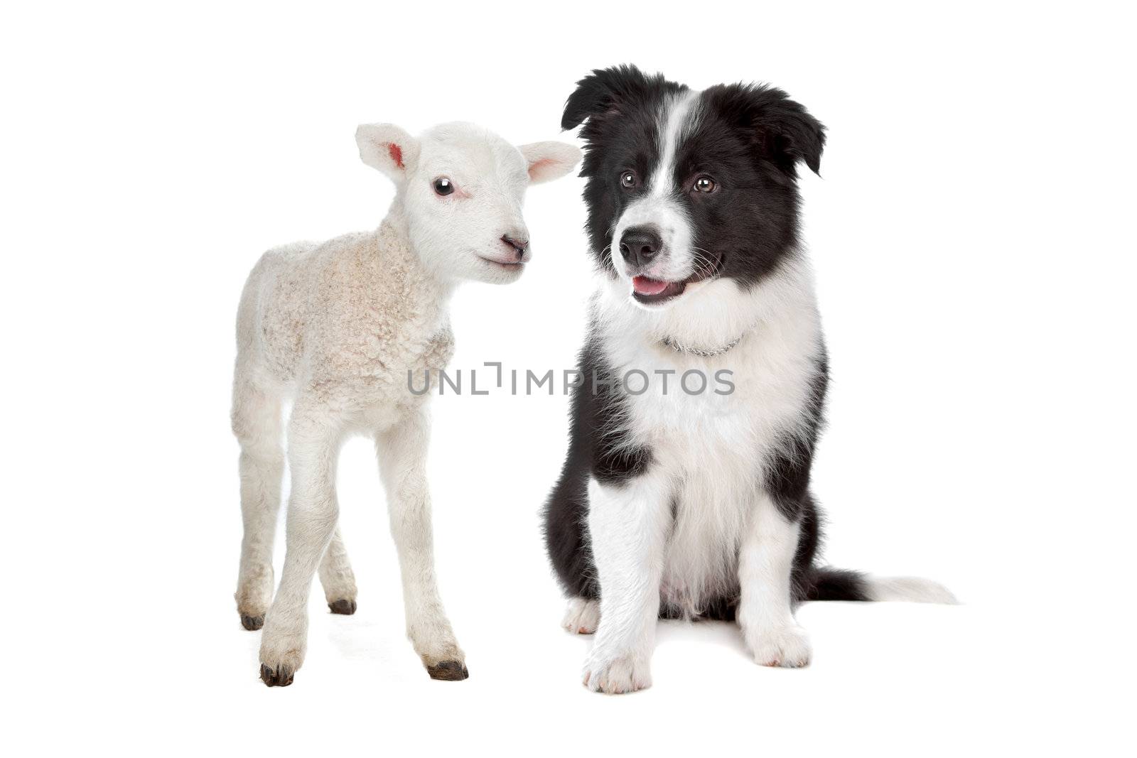 Lamb and a border collie puppy in front of a white background