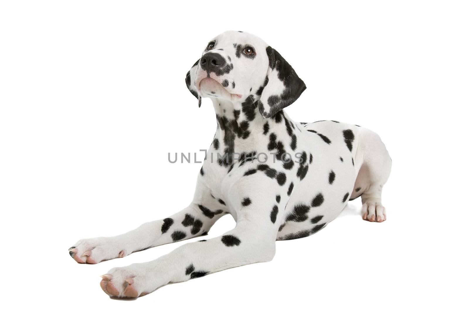 Dalmatian puppy in front of a white background