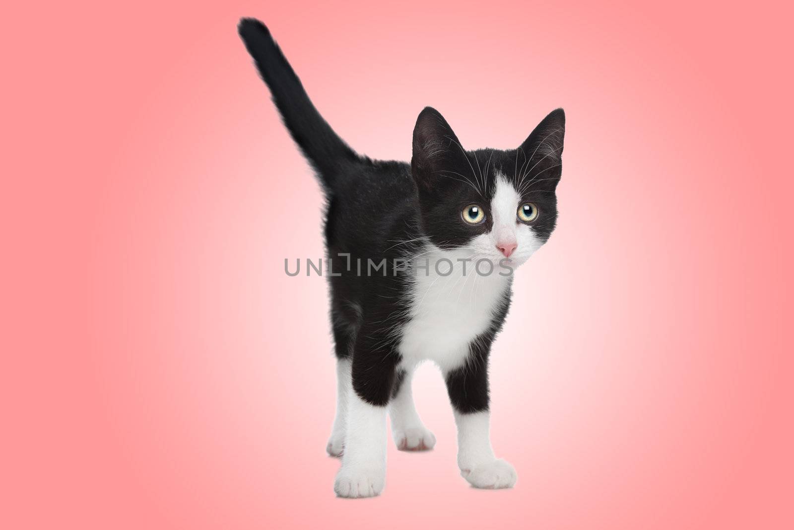 black and white kitten by eriklam