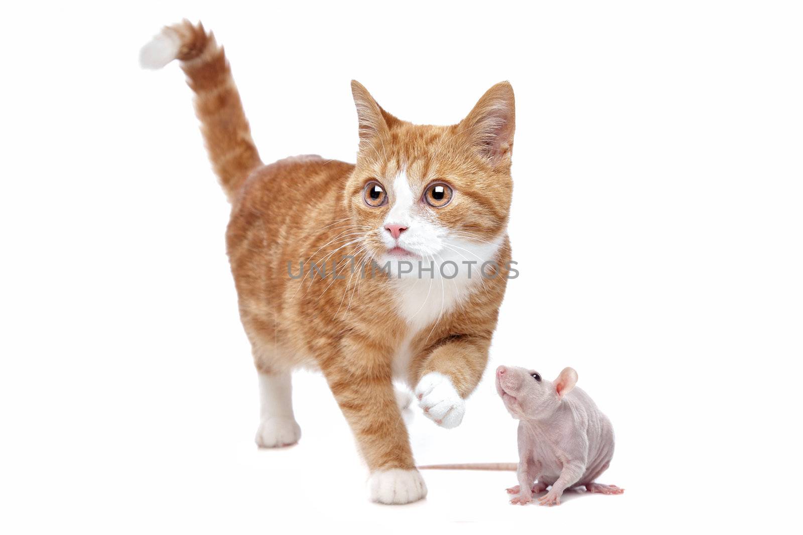 A red Kitten and a naked rat in front of a white background