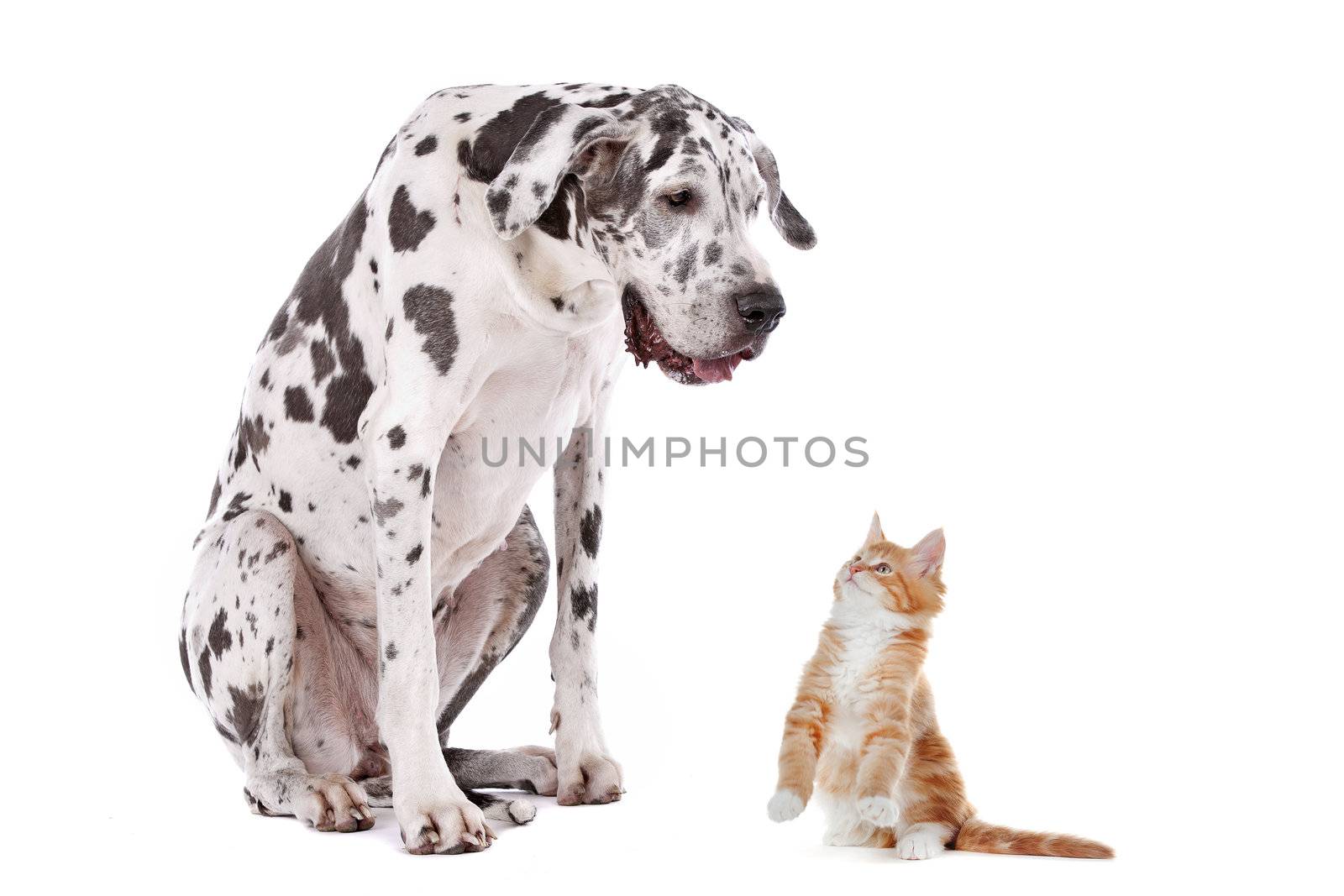 A dog and a cat in front of a white background