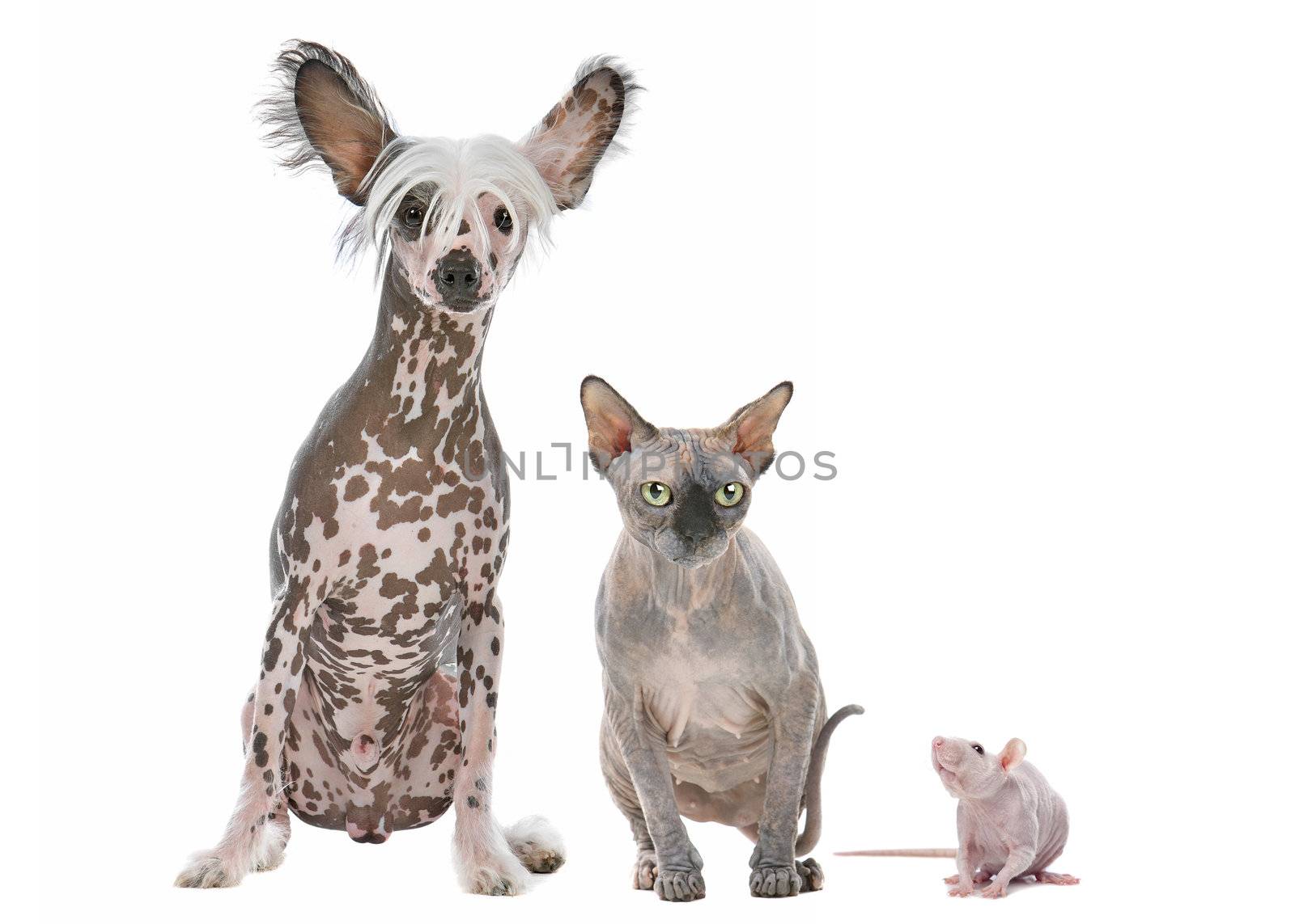 Naked Dog,Cat and Rat by eriklam
