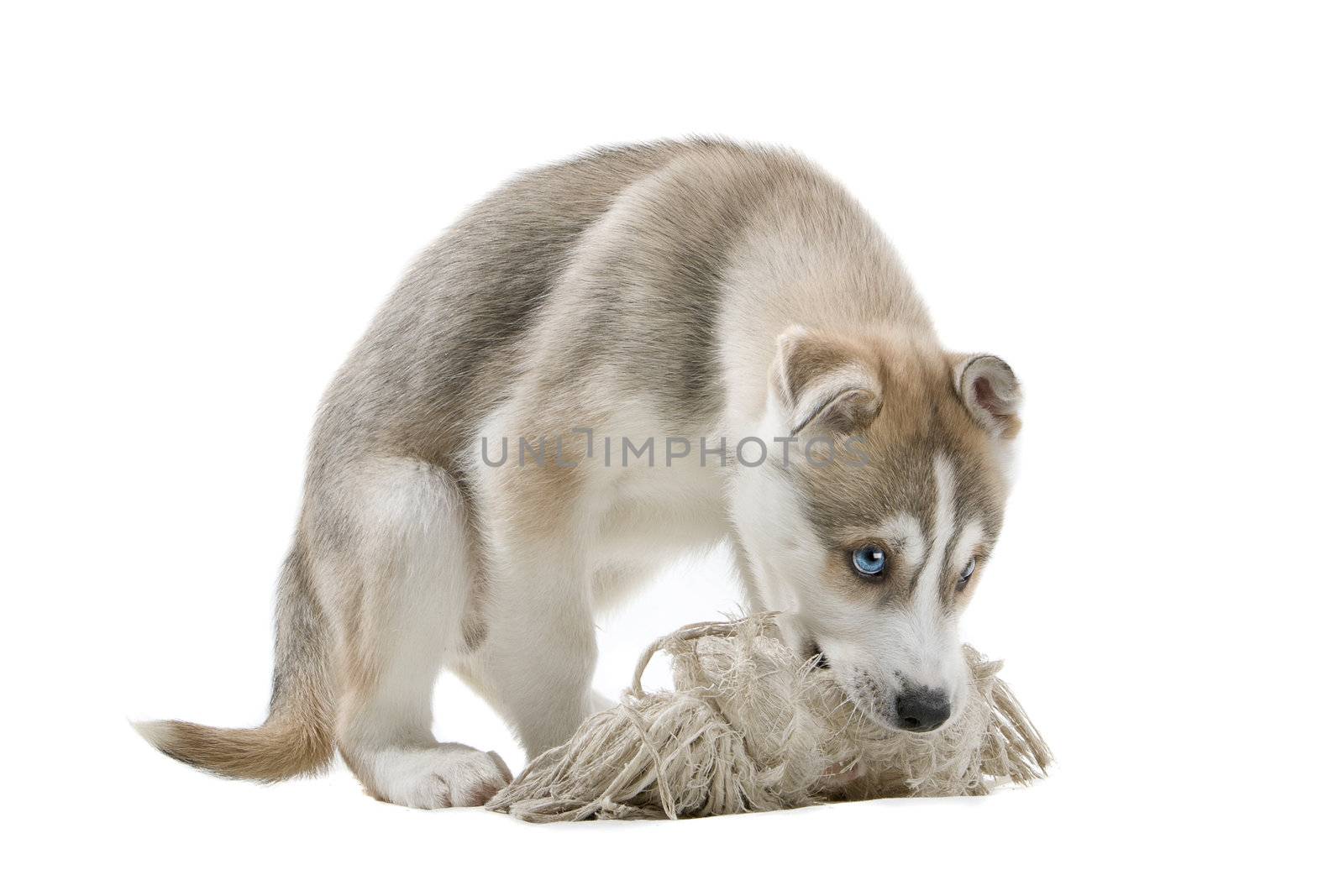Siberian Husky puppy by eriklam