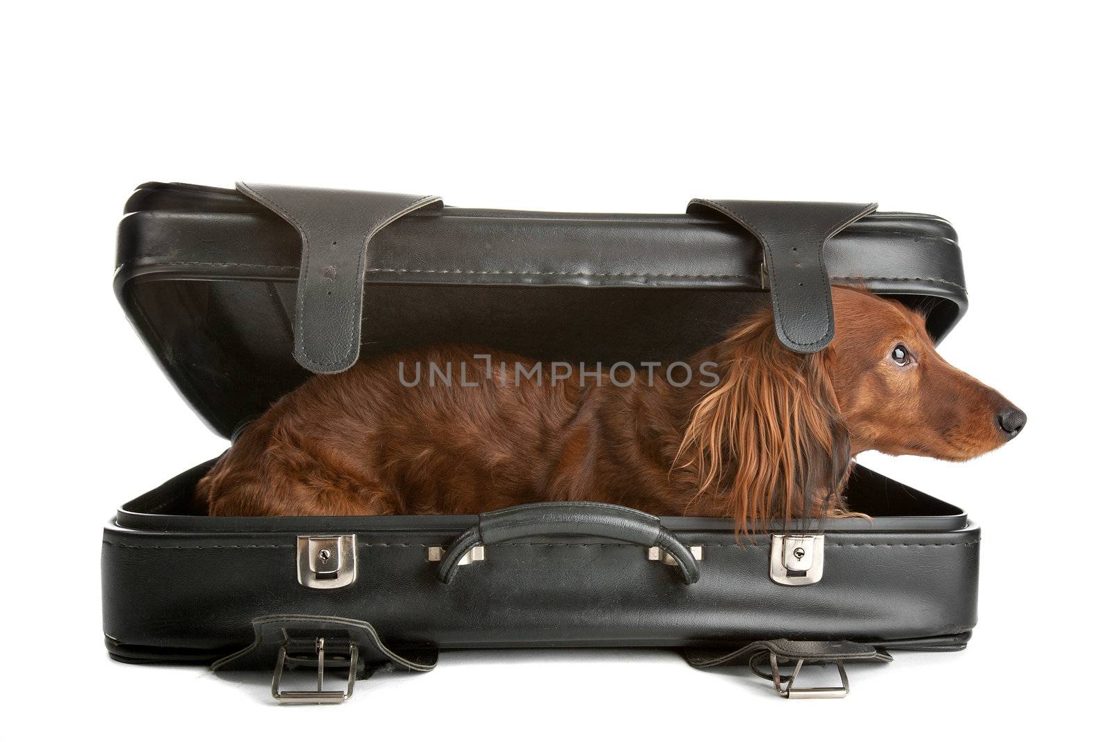 A delightful view of a small, naughty Dachshund dog playfully peering out from inside a black suitcase.