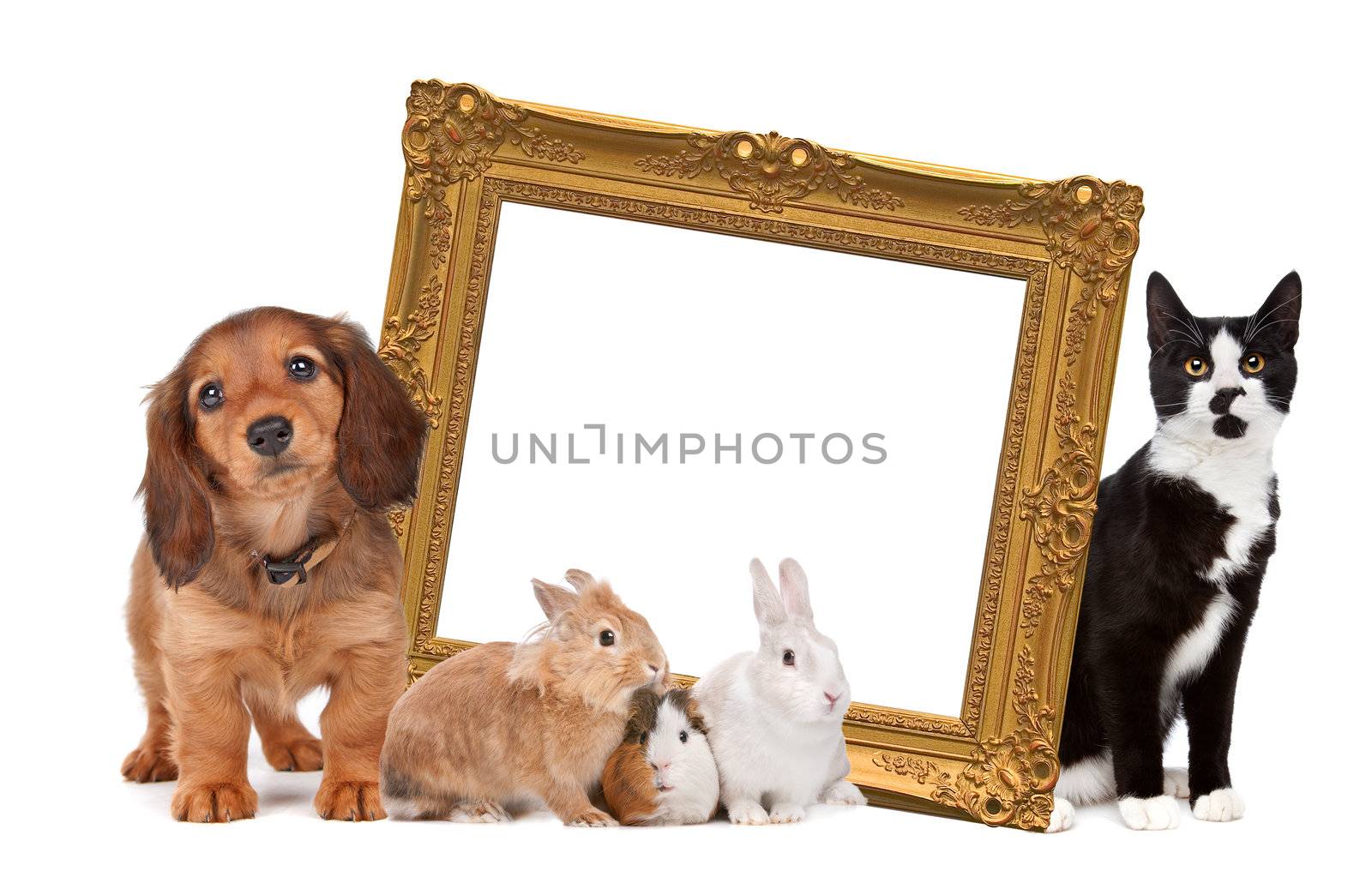group of pets standing around a golden picture frame by eriklam