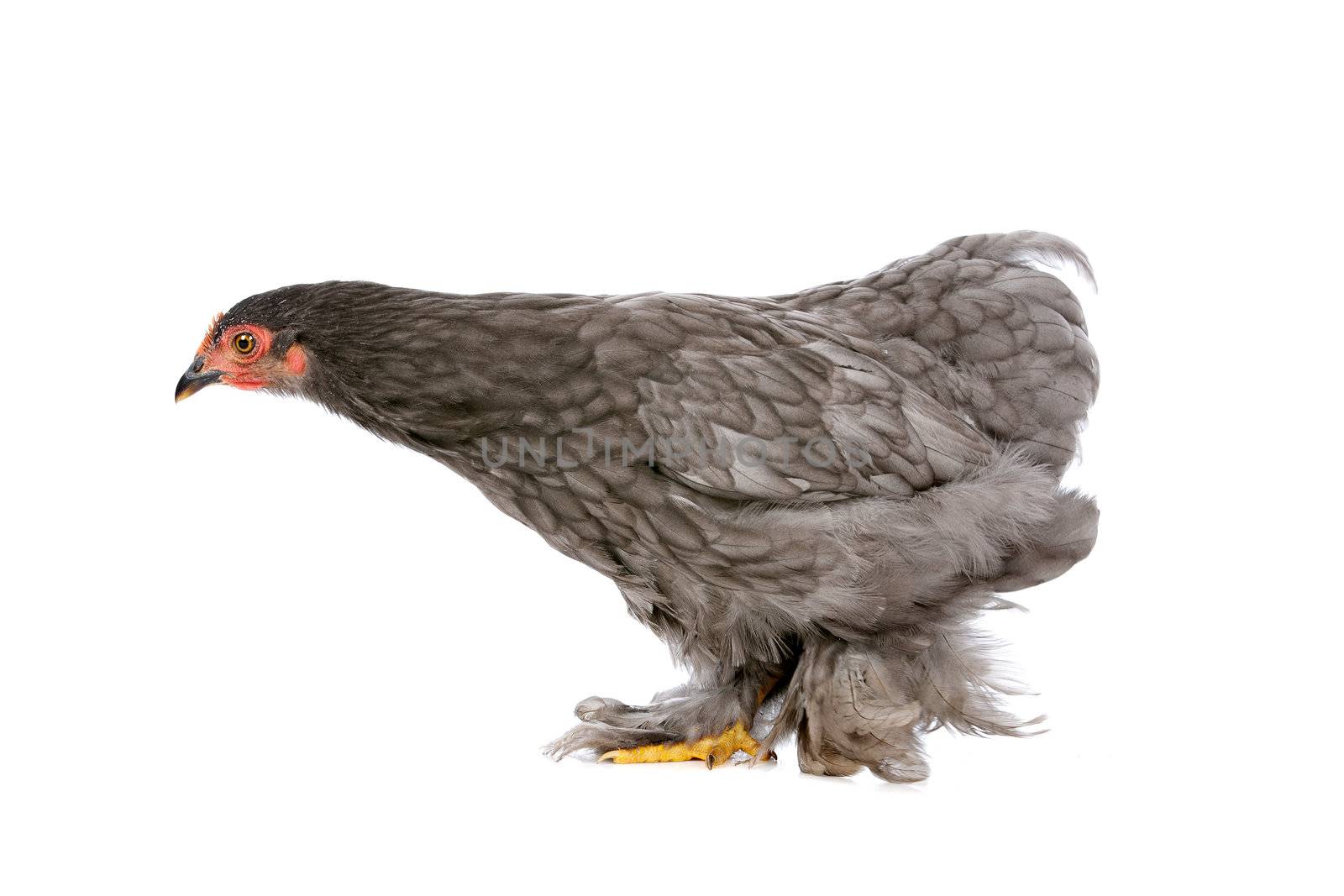 Chicken by eriklam