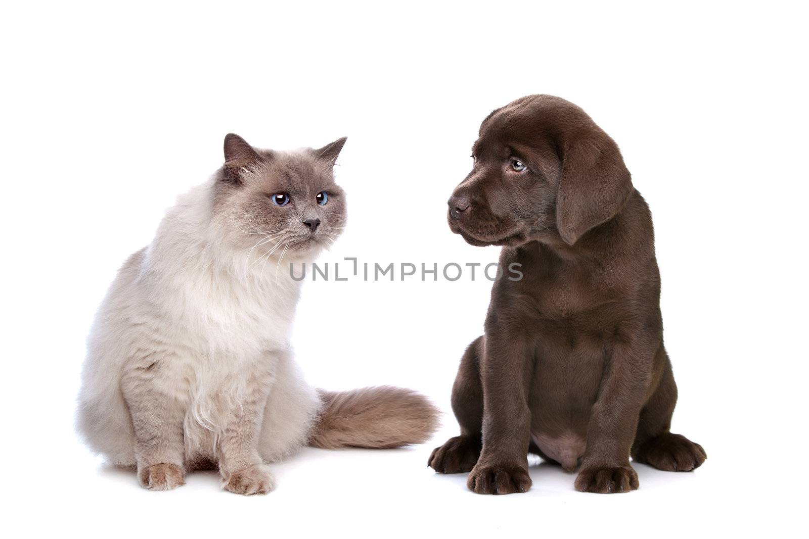 a purebred cat and a chocolate Labrador puppy in front of a white background