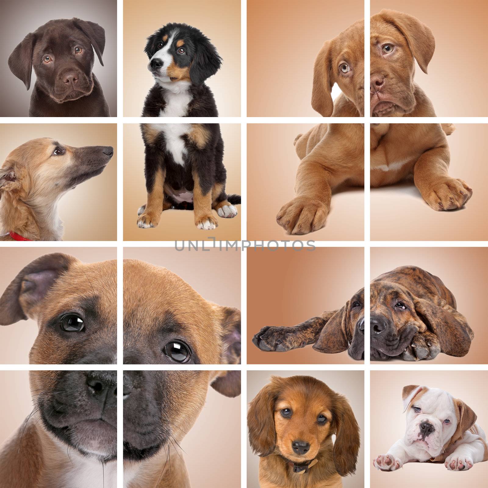 collage of puppy dogs. Labrador,bernese mountain dog,dog de Bordeaux,whippet,dachshound,english bulldog,Fila Brasileiro,American stafford