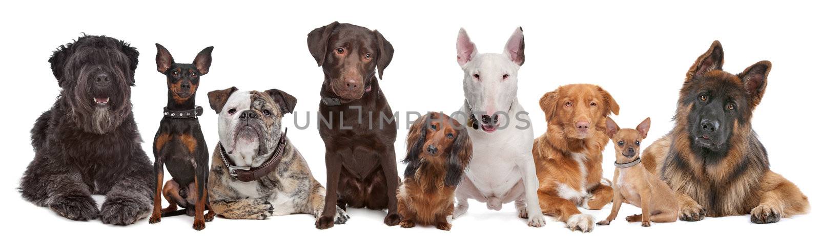 Group of dogs in front of a white background