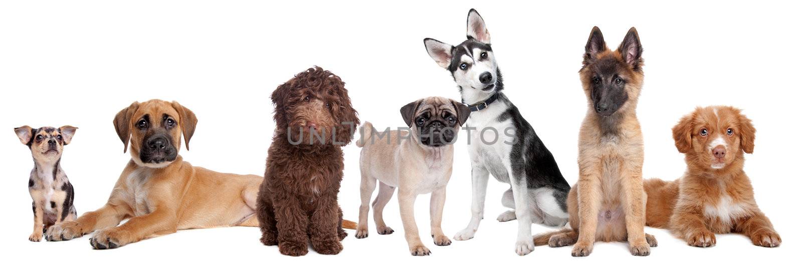 large group of puppies on a white background.from left to right,blue merle Chihuahua, mixed breed Mastiff, chocolate brown medium Labradoole,Pug,Siberean Husky,Belgium Shepherd and a Scotia Nova duck tolling retriever,isolated on a white background