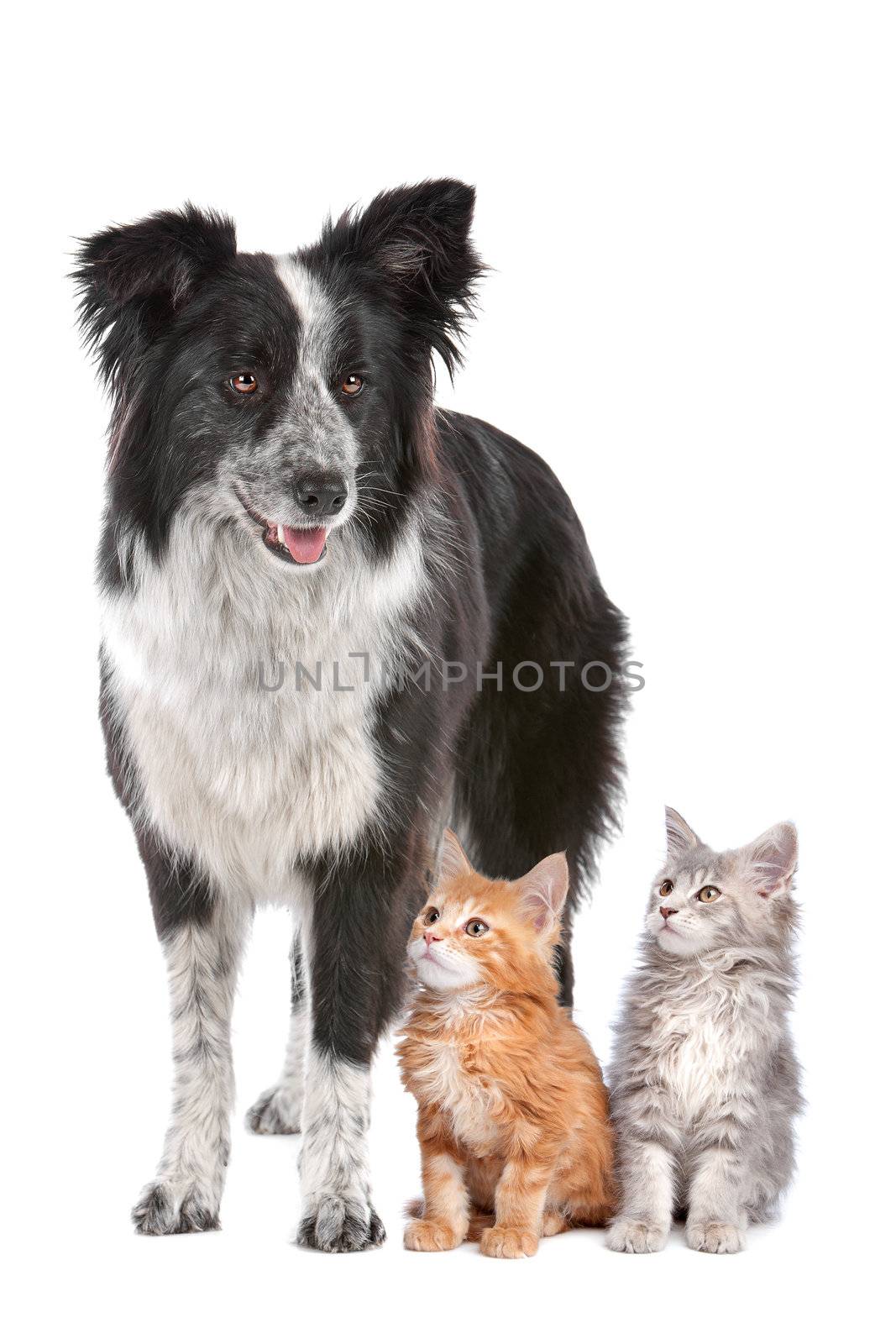 Border collie sheepdog standing  next to two kittens.