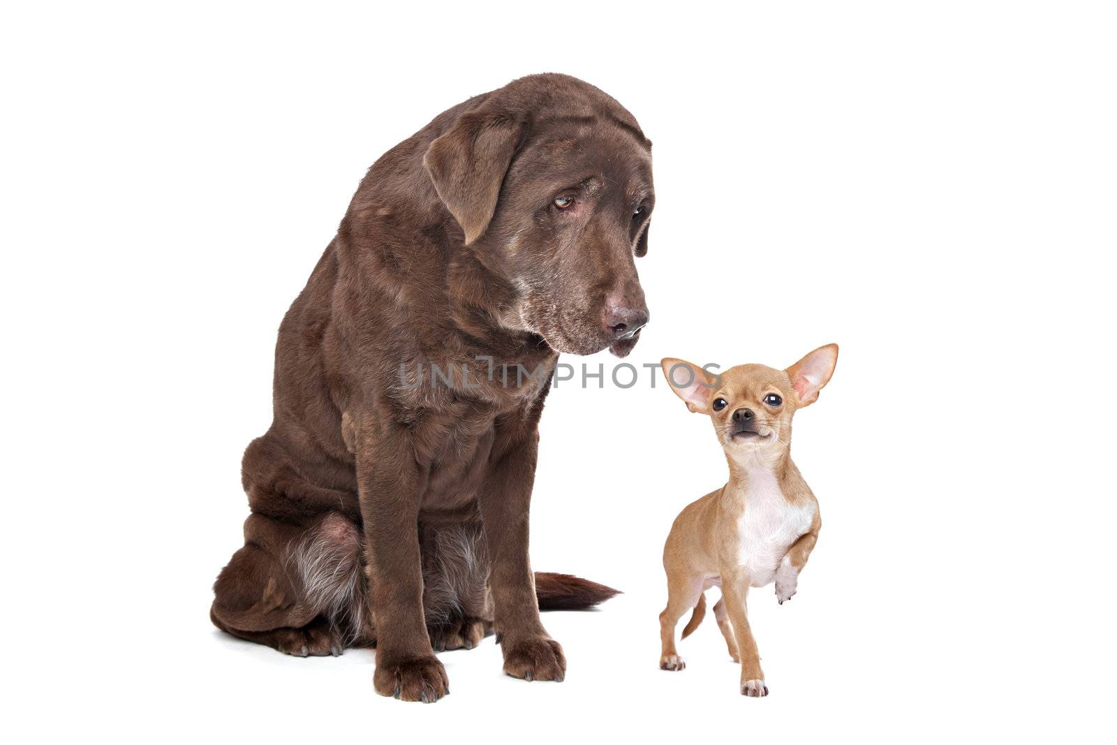 Labrador and Chihuahua in front of a white background