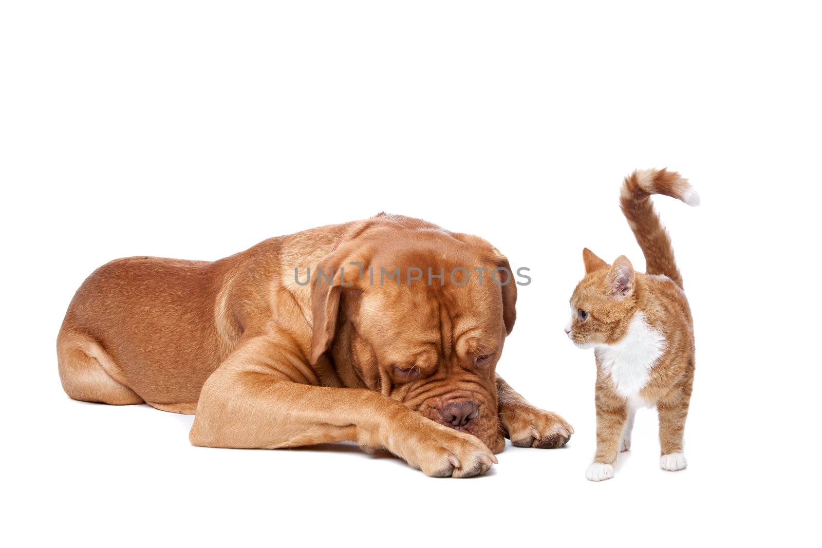 A big dog and a small cat in front of a white background