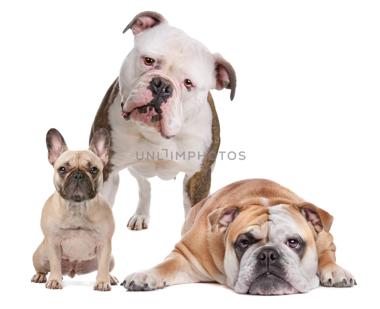 The Bulldog Family. French Bulldog,American Bulldog and English Bulldog