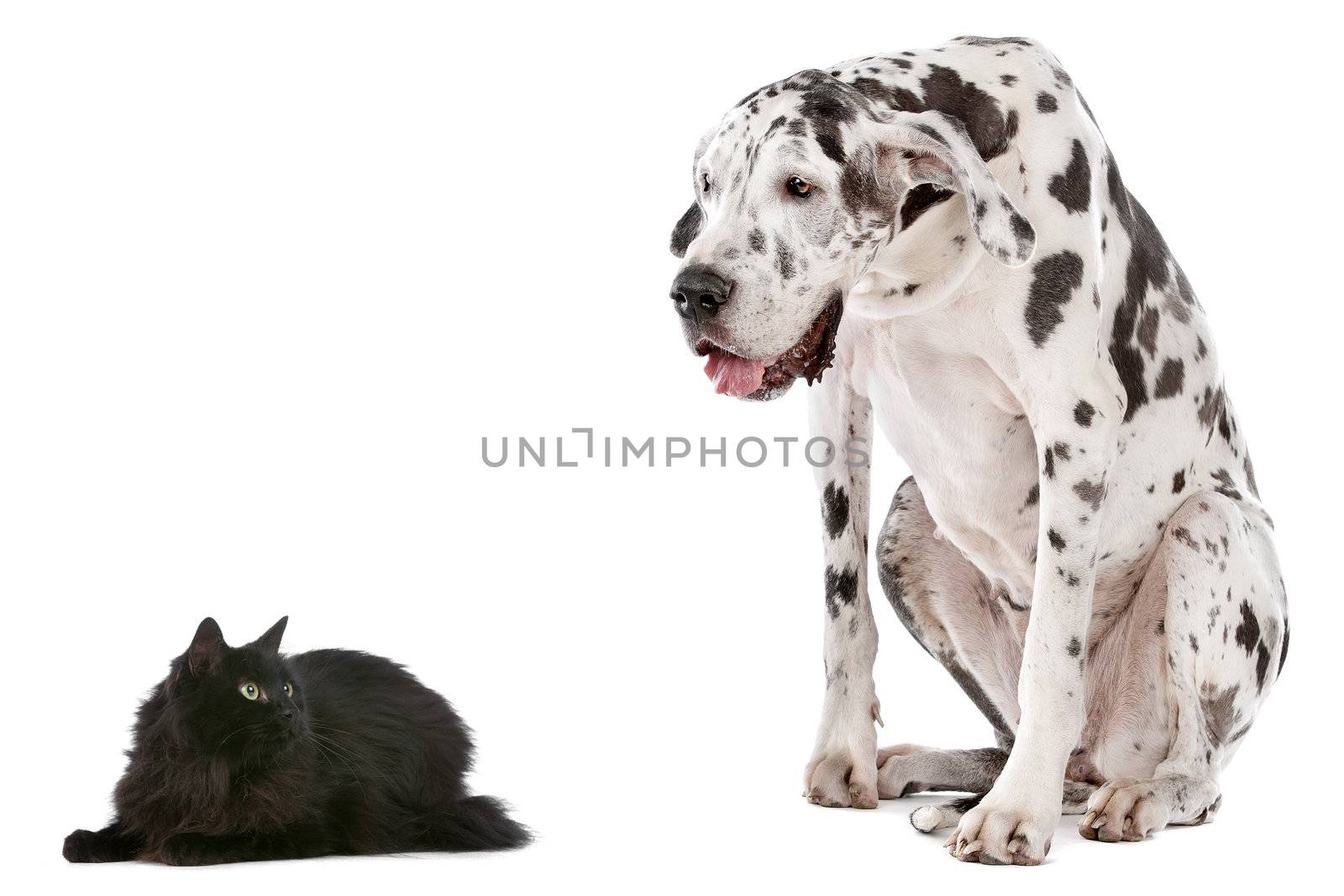 Cat and Dog by eriklam