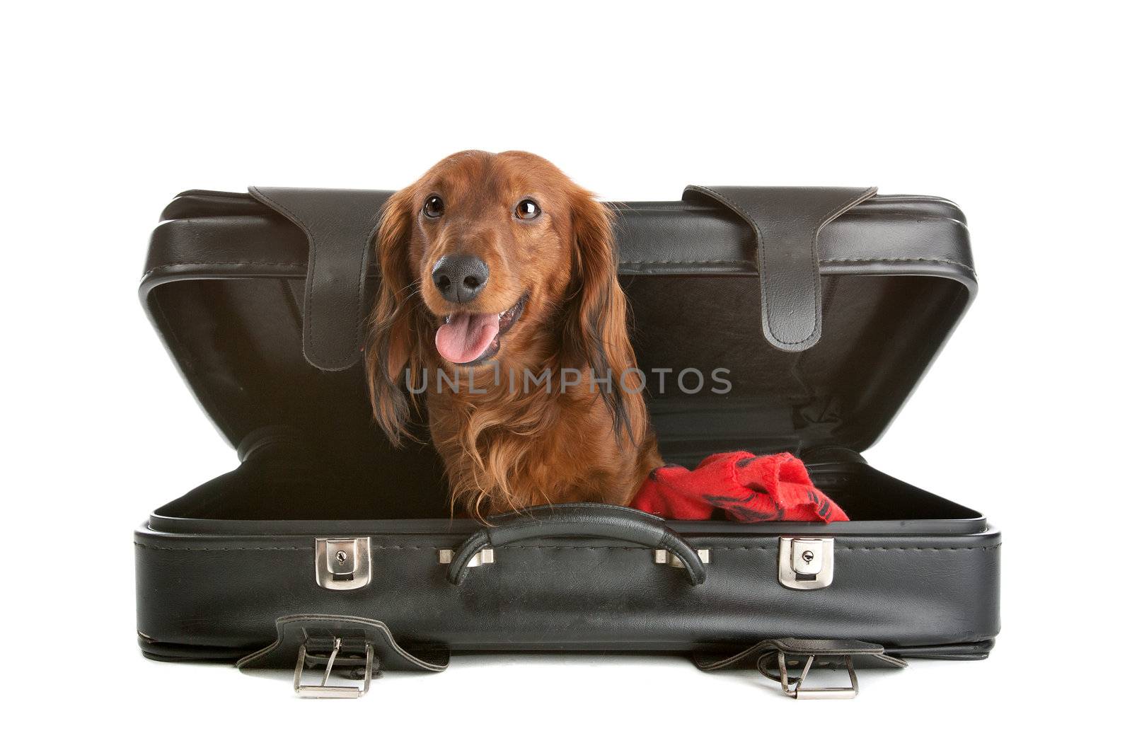 A delightful view of a small, naughty Dachshund dog playfully peering out from inside a black suitcase.