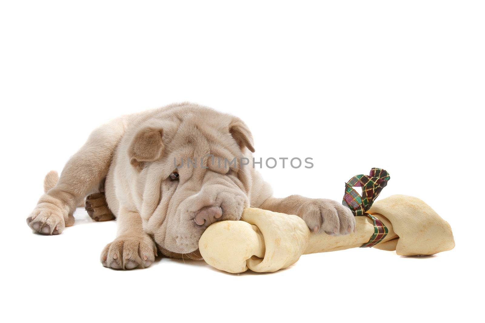 Shar-pei puppy in front of a white background eating a bone