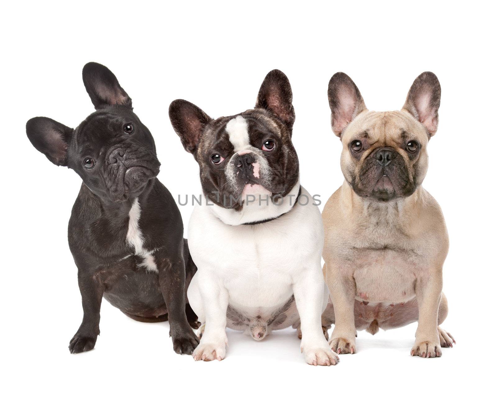 three French Bulldogs in a row on a white background