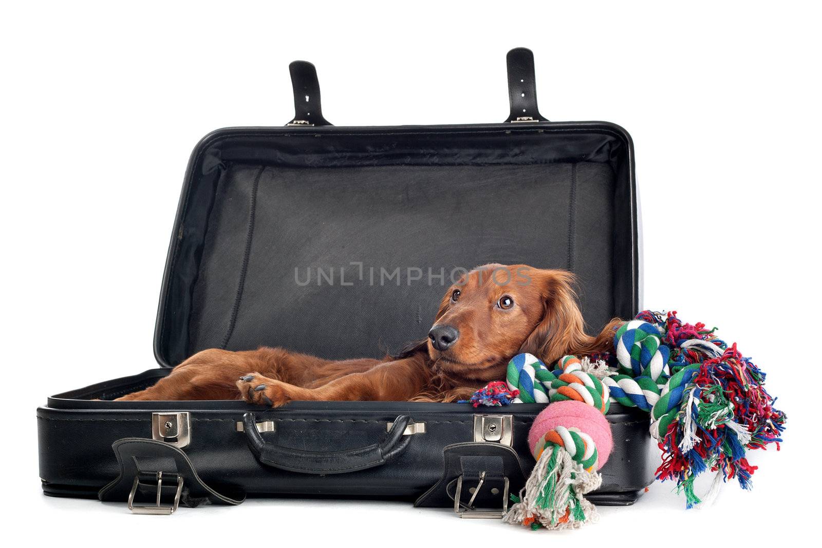 Dog resting in suitcase by eriklam